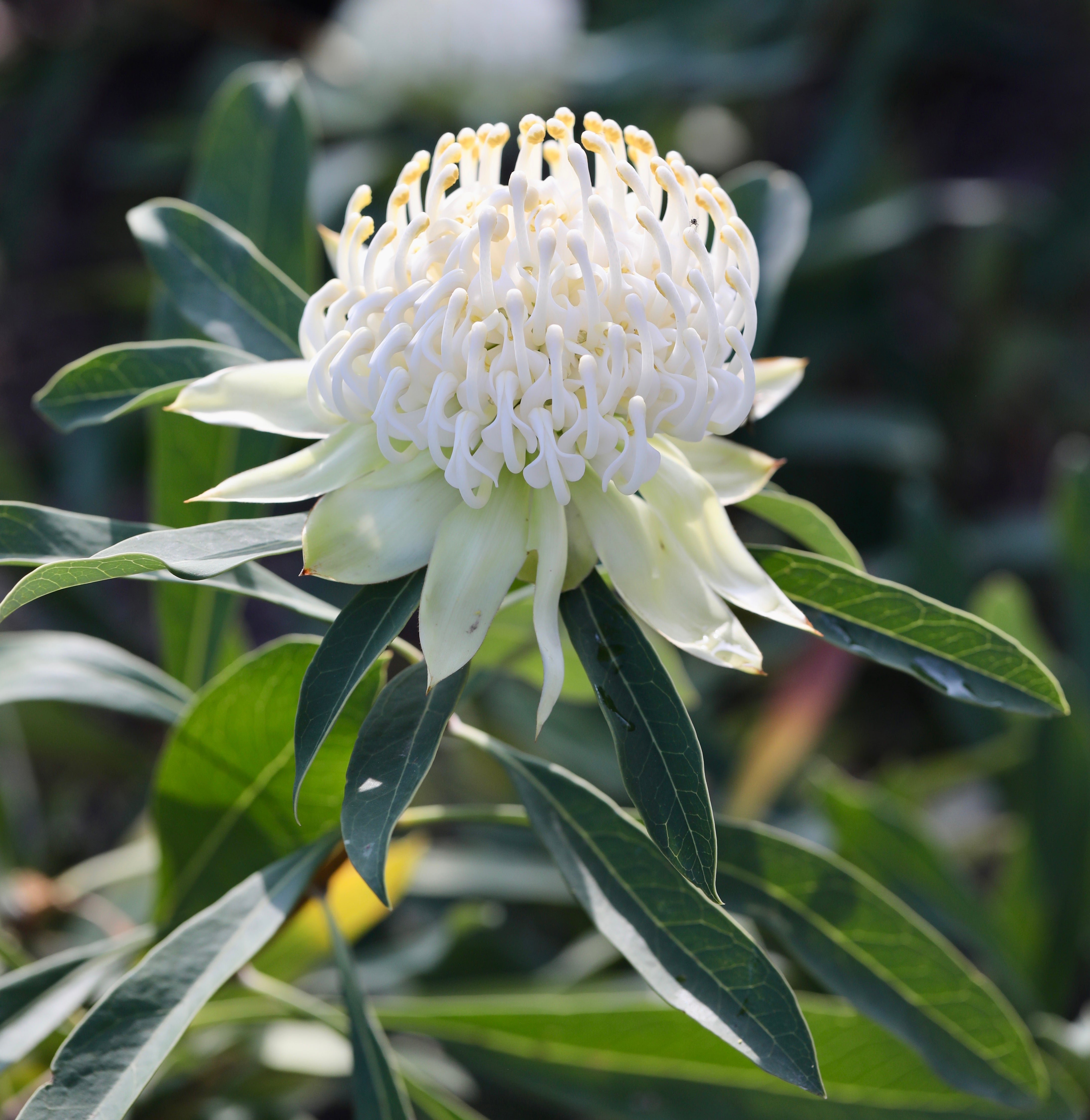 Waratah Buy Waratah Plants Online, Delivered To Your Door