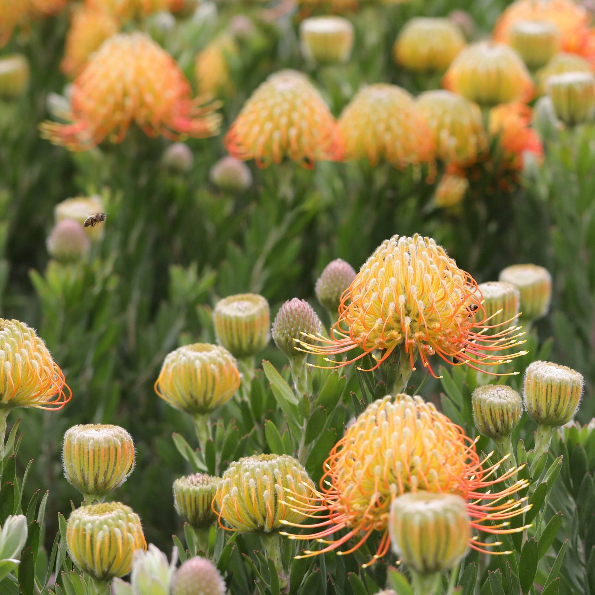Leucospermum Phoenix Rising