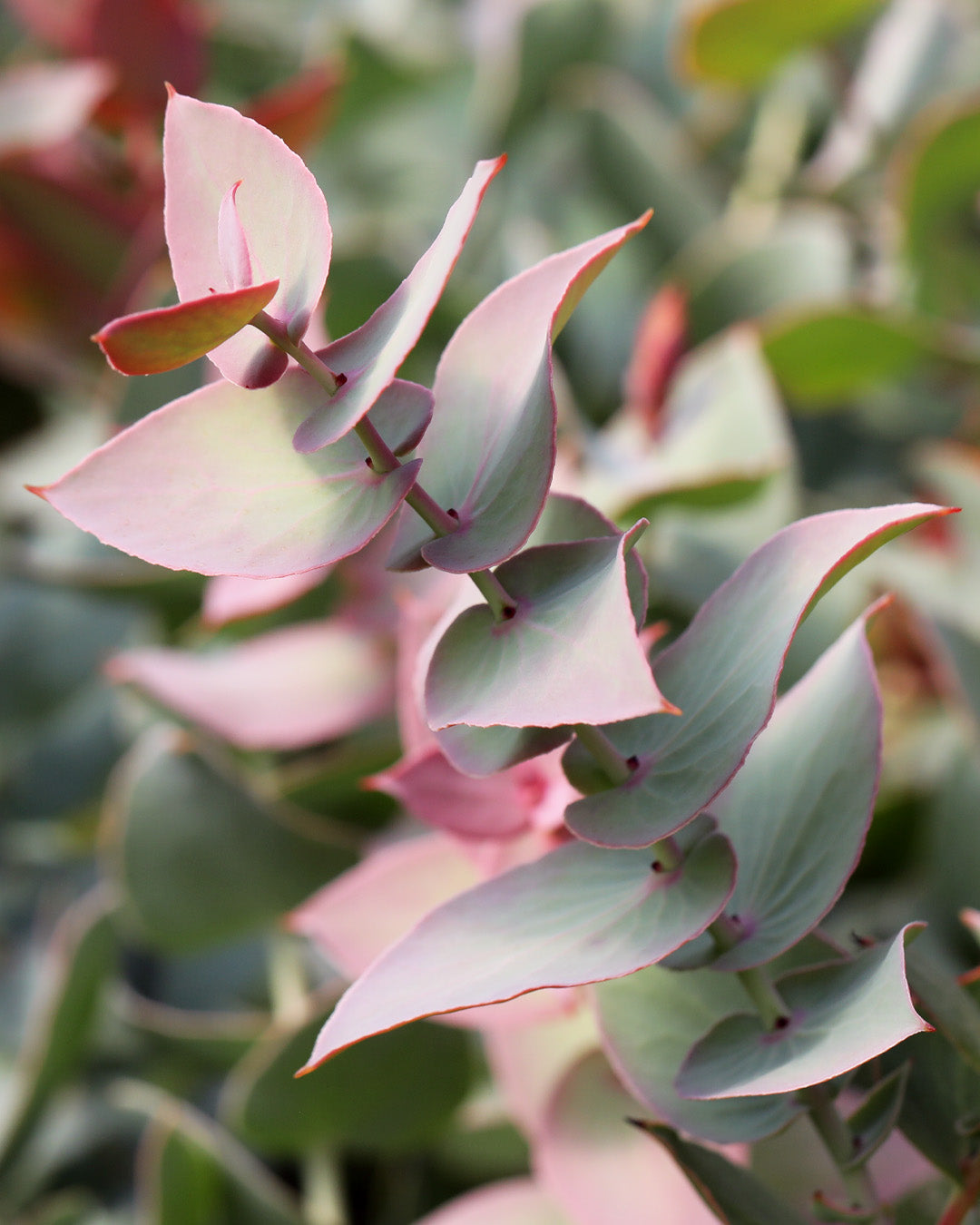 Protea Amplexicaulis