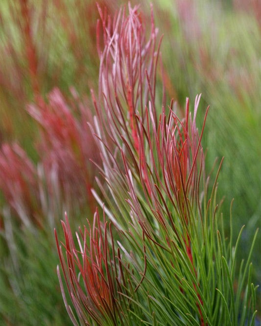 Aulax cancellata ‘Bronze Haze’