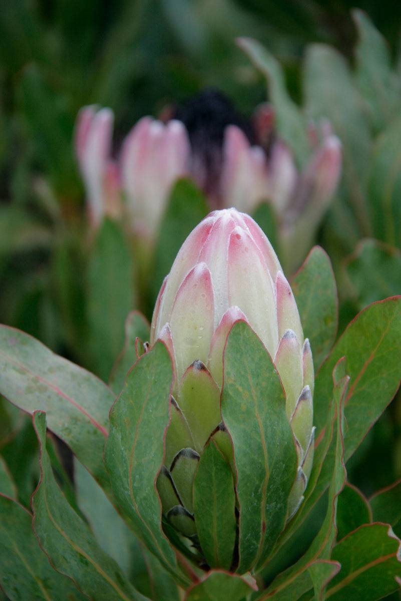 Protea Australis Passion