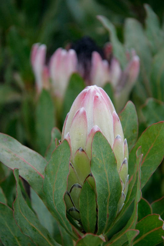 Protea Australis Passion