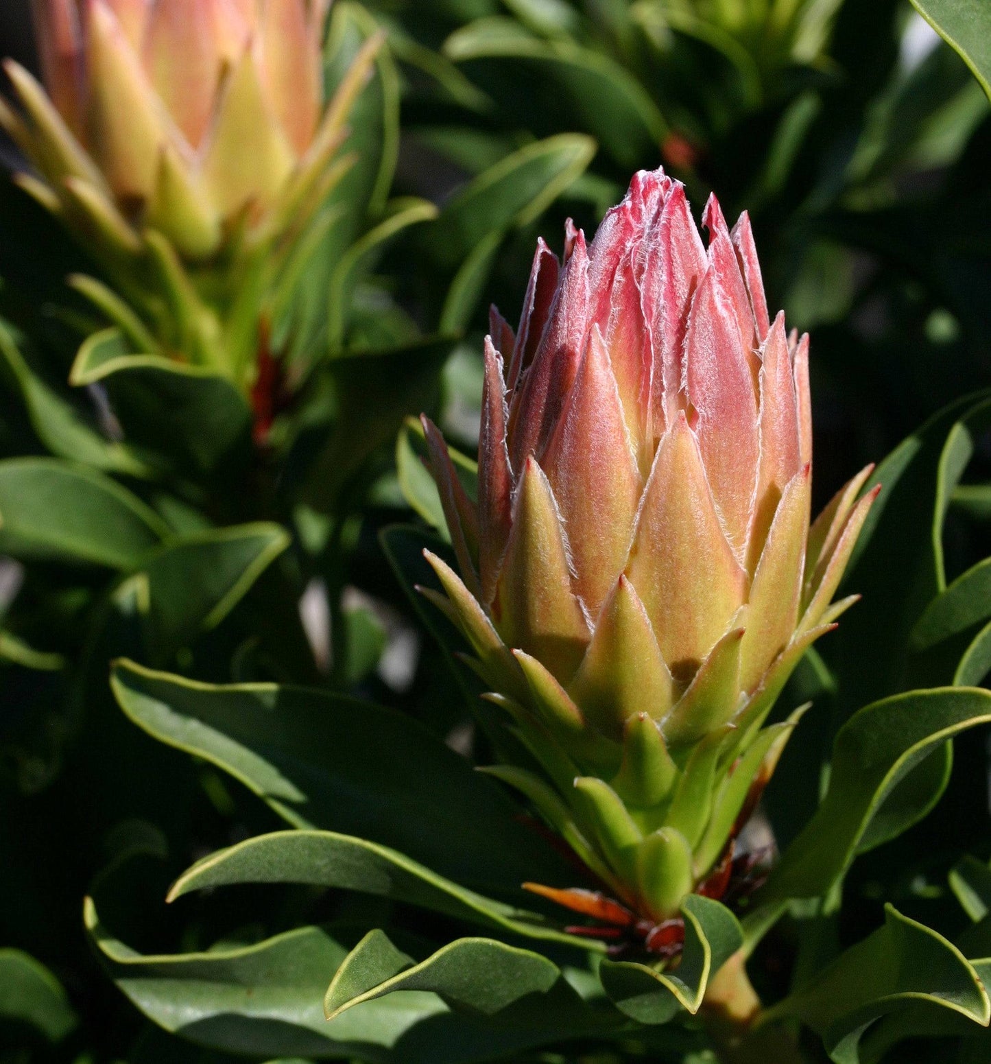Protea Autumn Prince