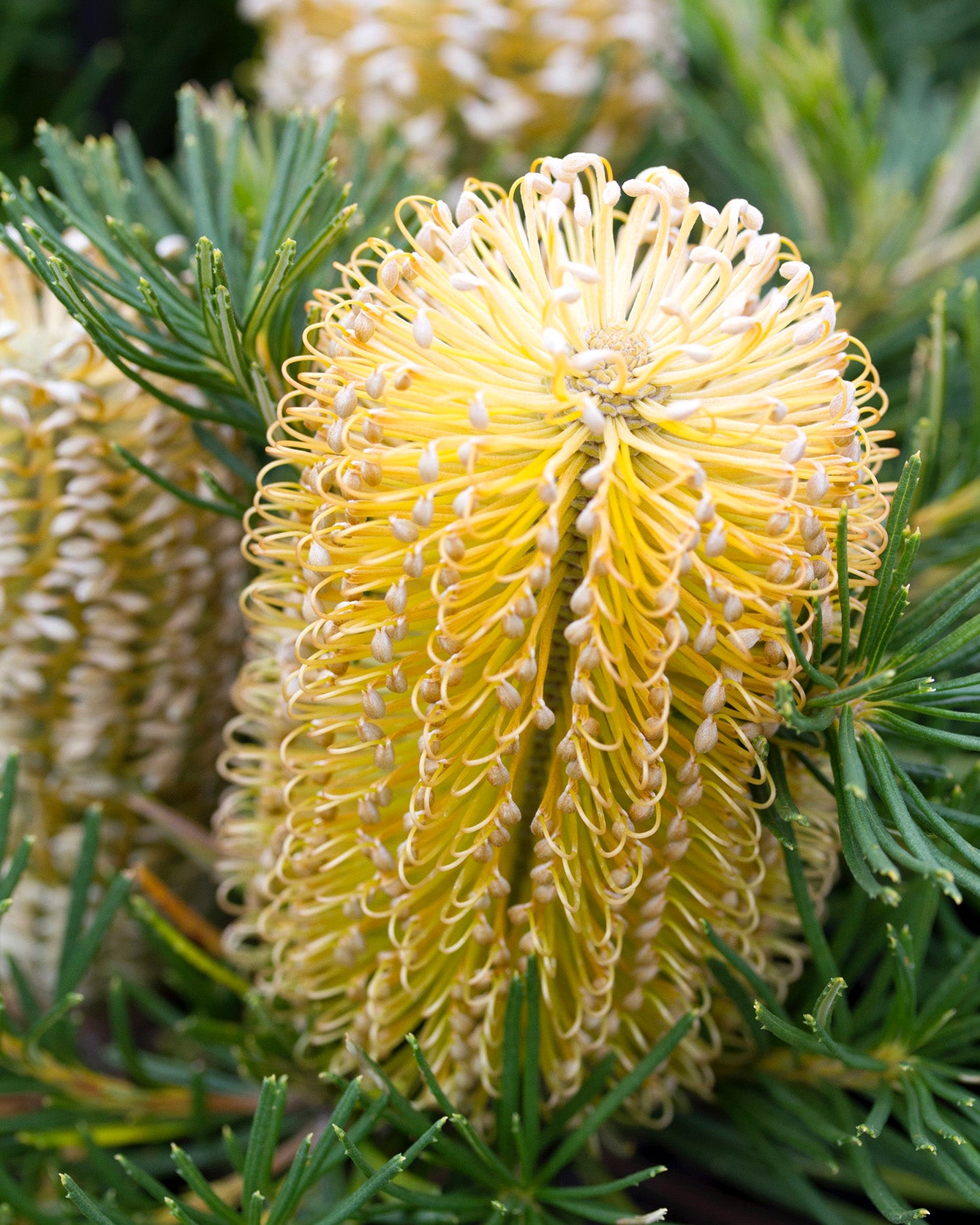 Banksia Birthday Candles