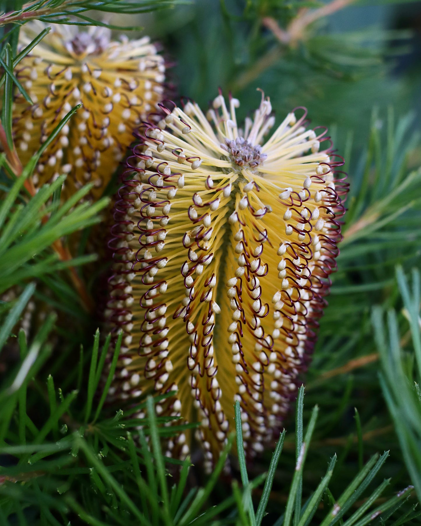 Banksia Birthday Candles