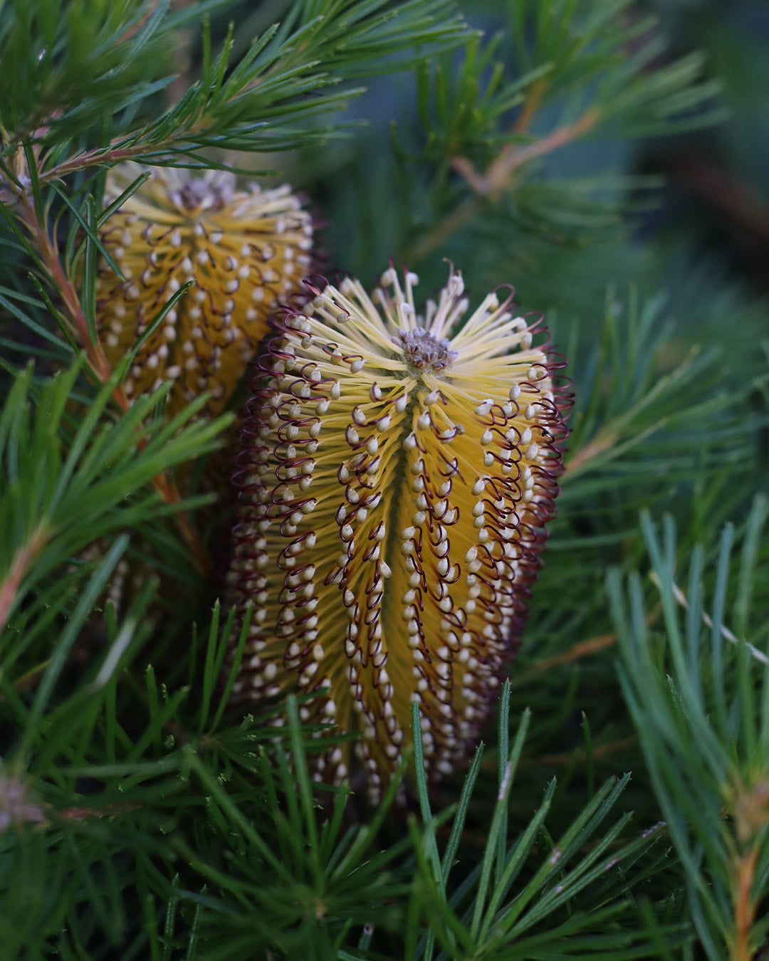 Banksia Birthday Candles