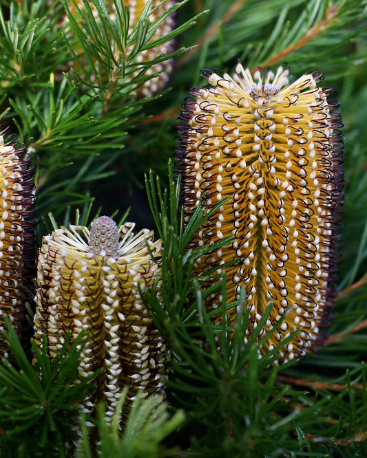 Banksia Birthday Candles