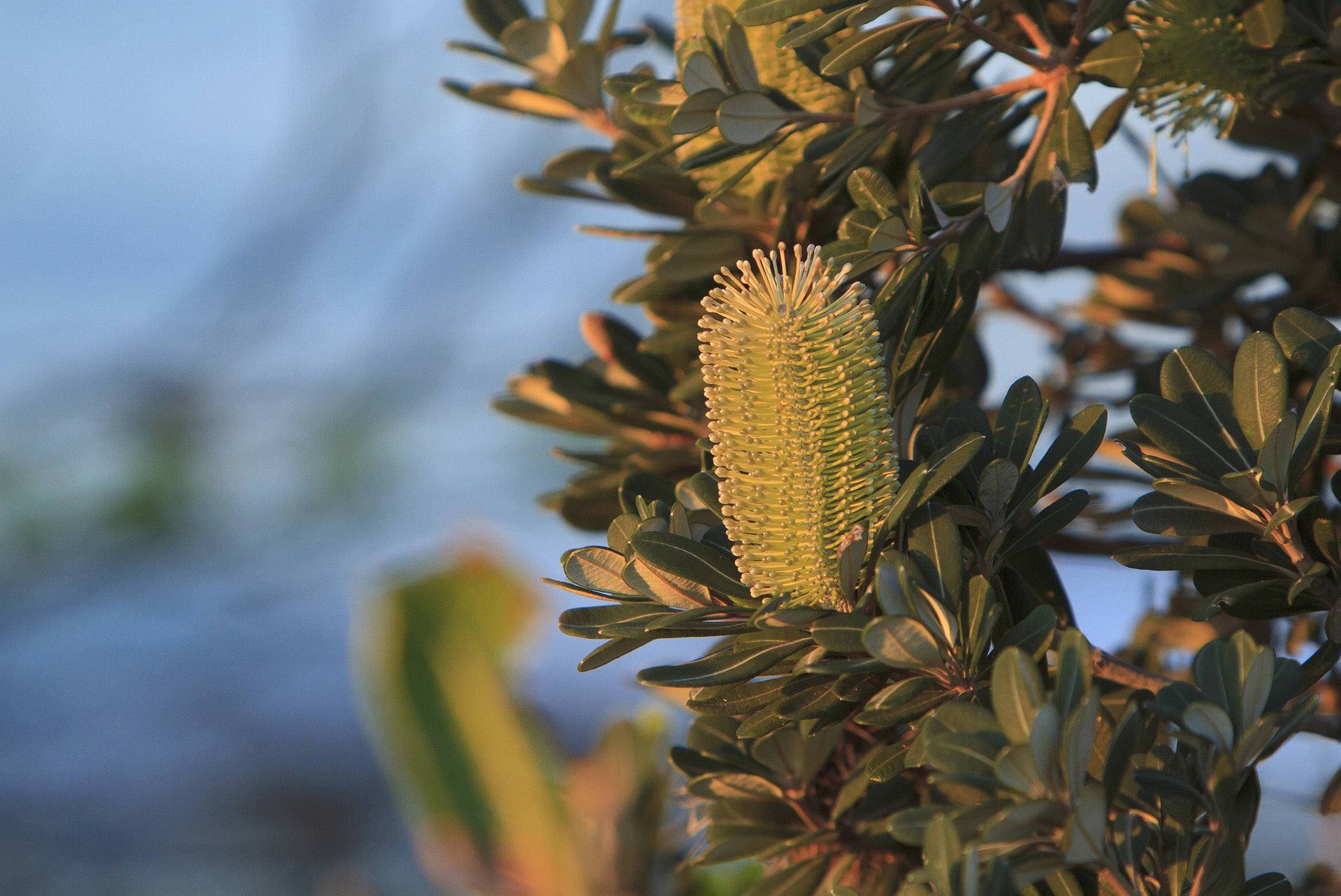 Banksia Integrifolia