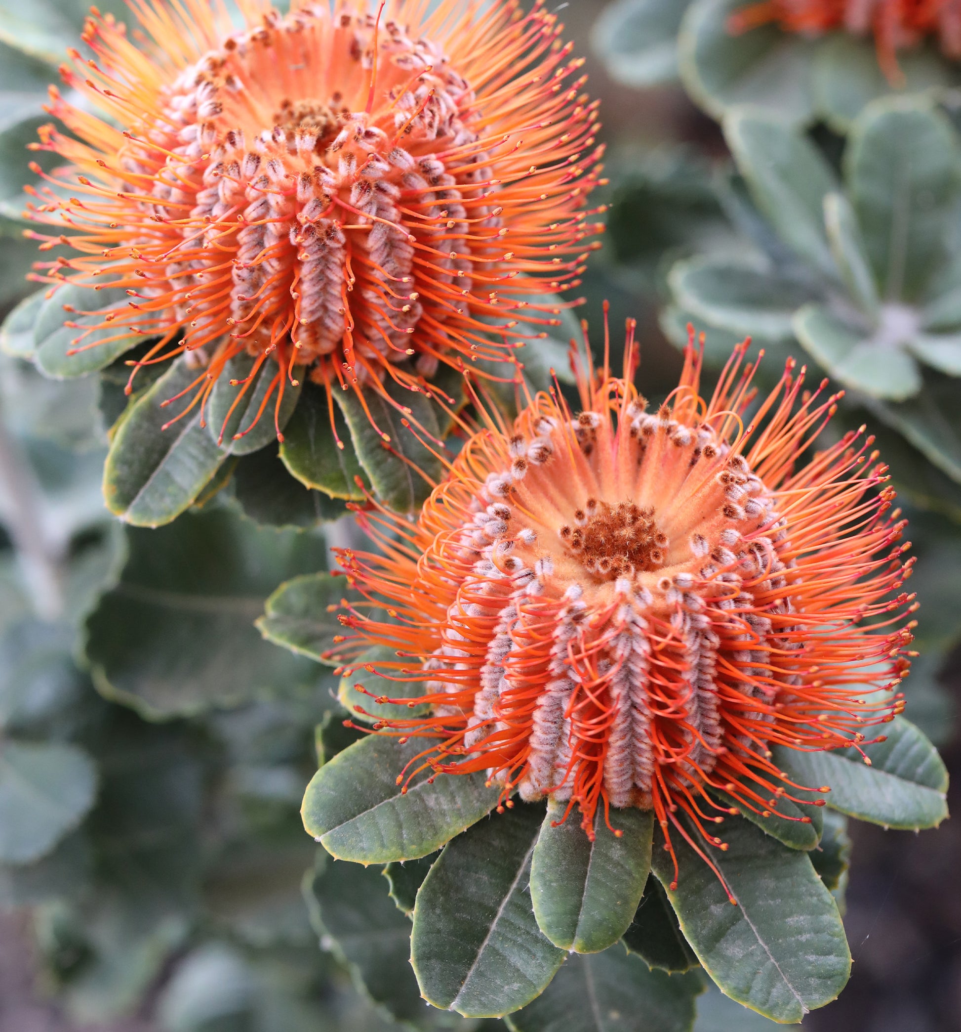 Banksia Coccinea