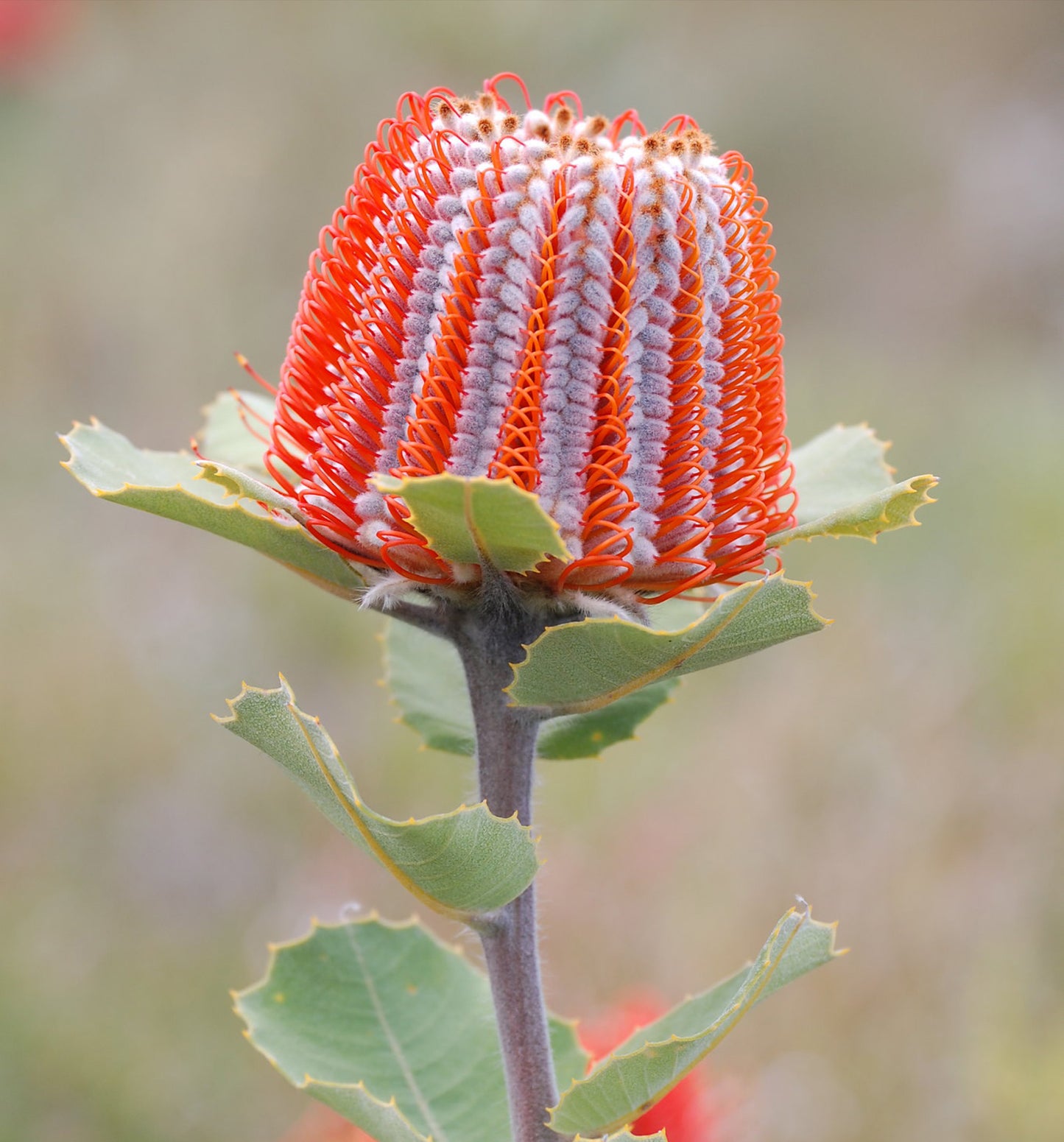 Banksia Coccinea