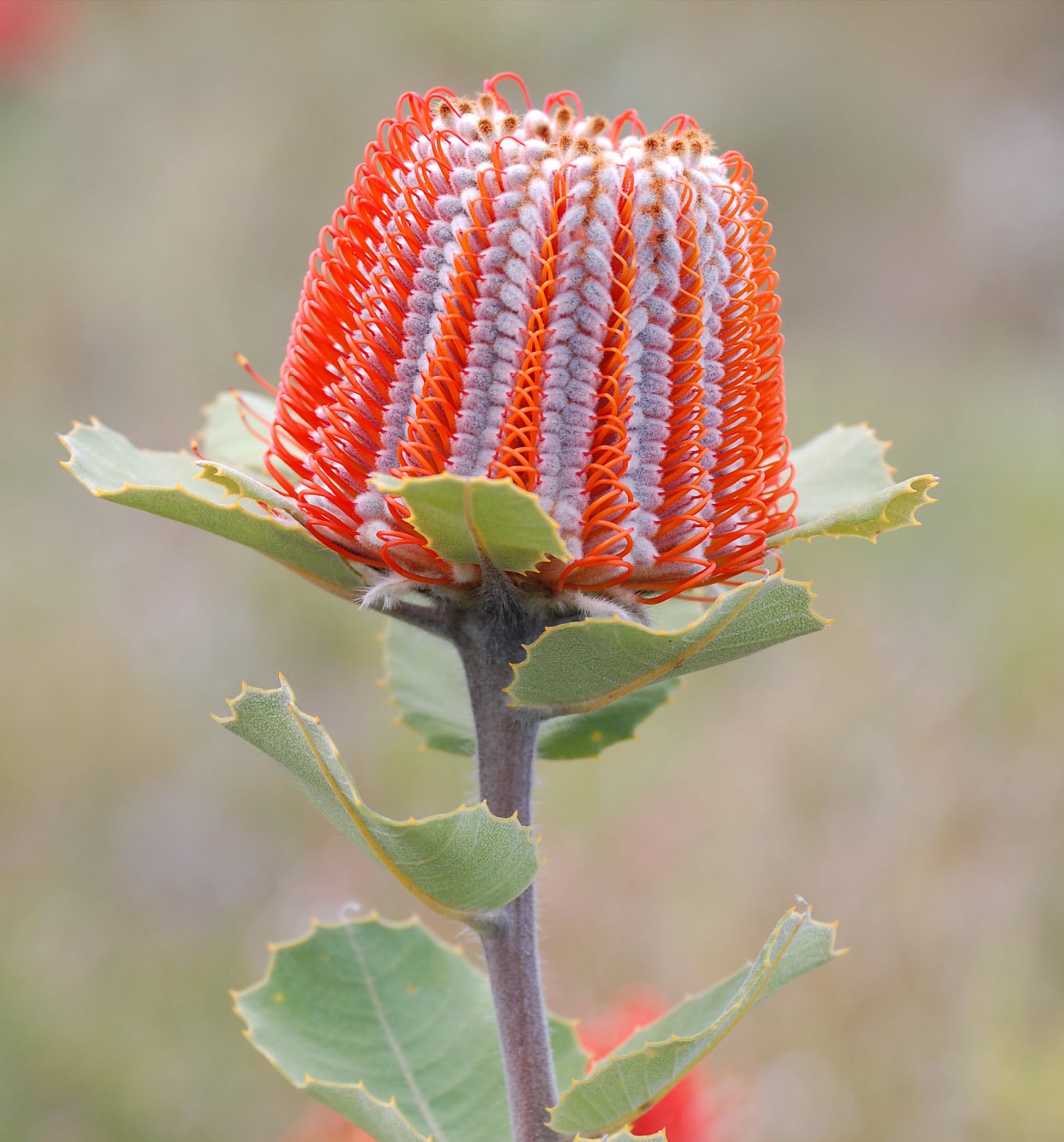 Banksia Coccinea