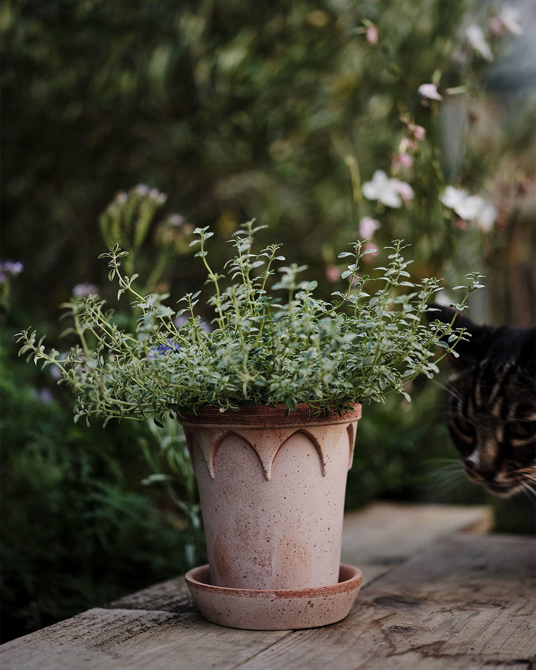 Bergs Potter Elizabeth Pot Rosa Terracotta