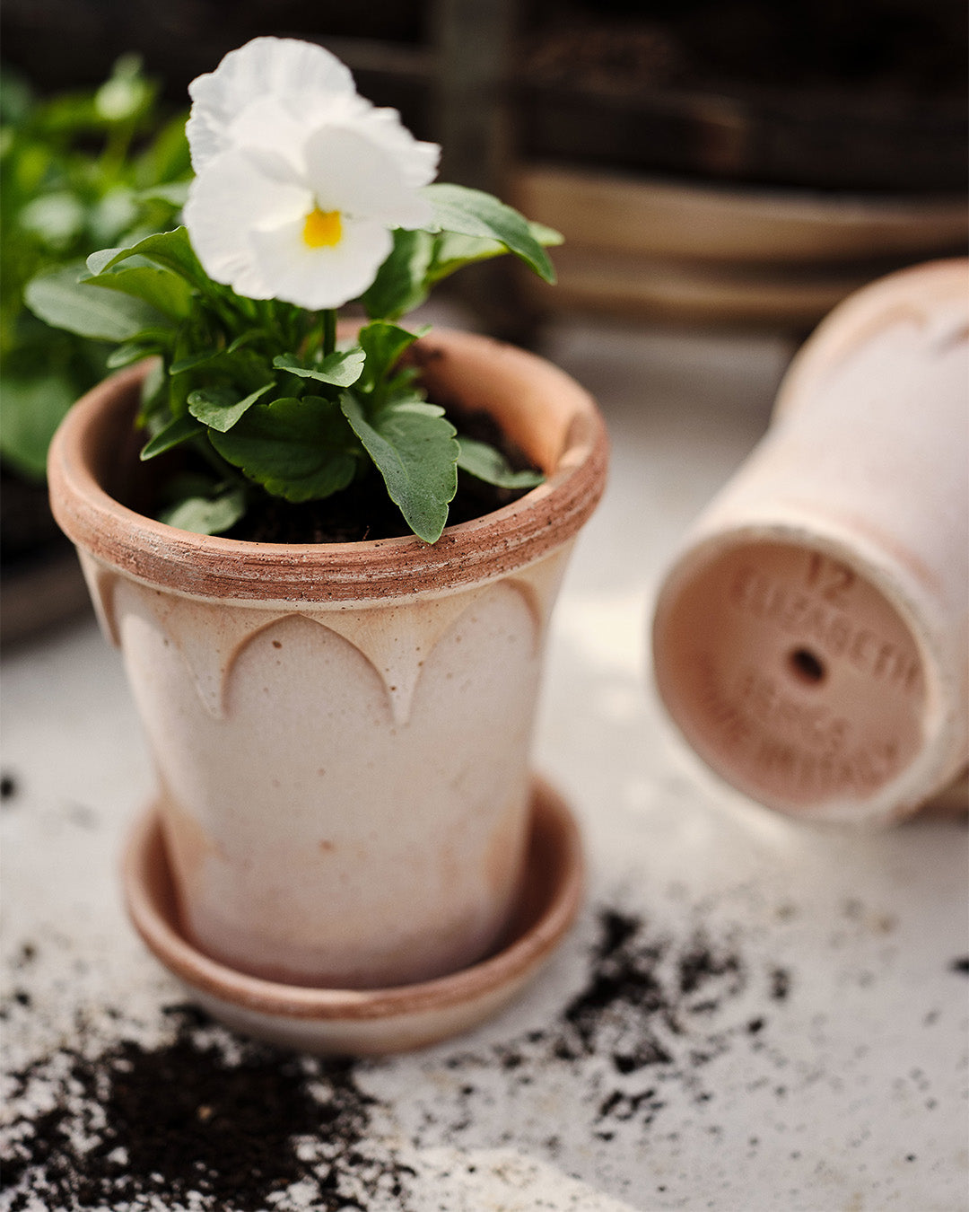 Bergs Potter Elizabeth Pot Rosa Terracotta