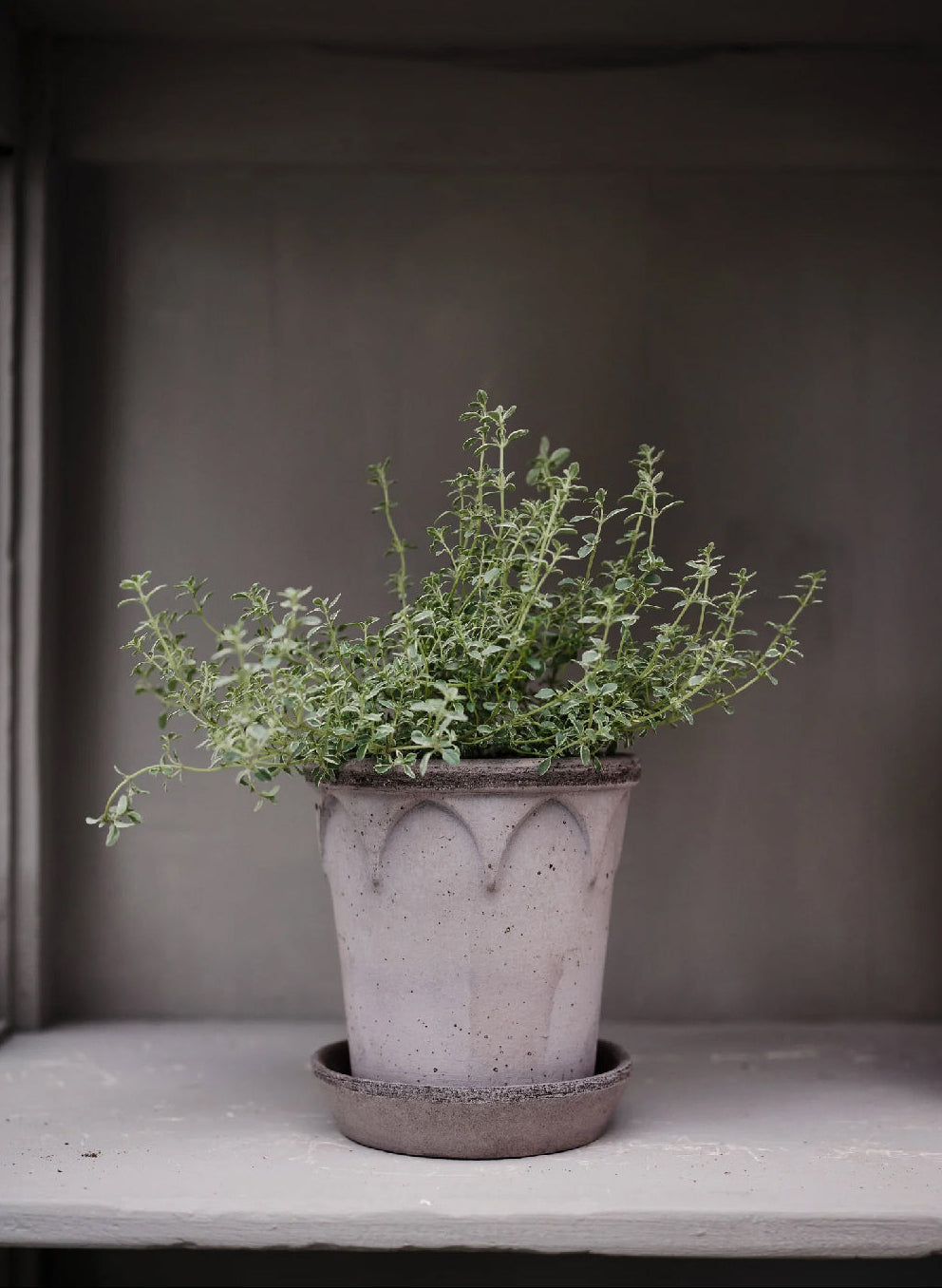 Bergs Potter Elizabeth Pot - 21cm Grey Terracotta