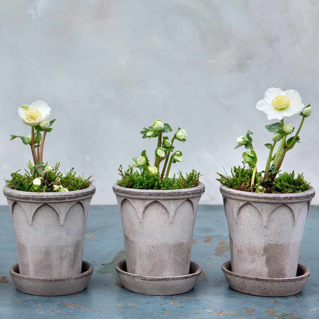 Bergs Potter Elizabeth Pot - 21cm Grey Terracotta