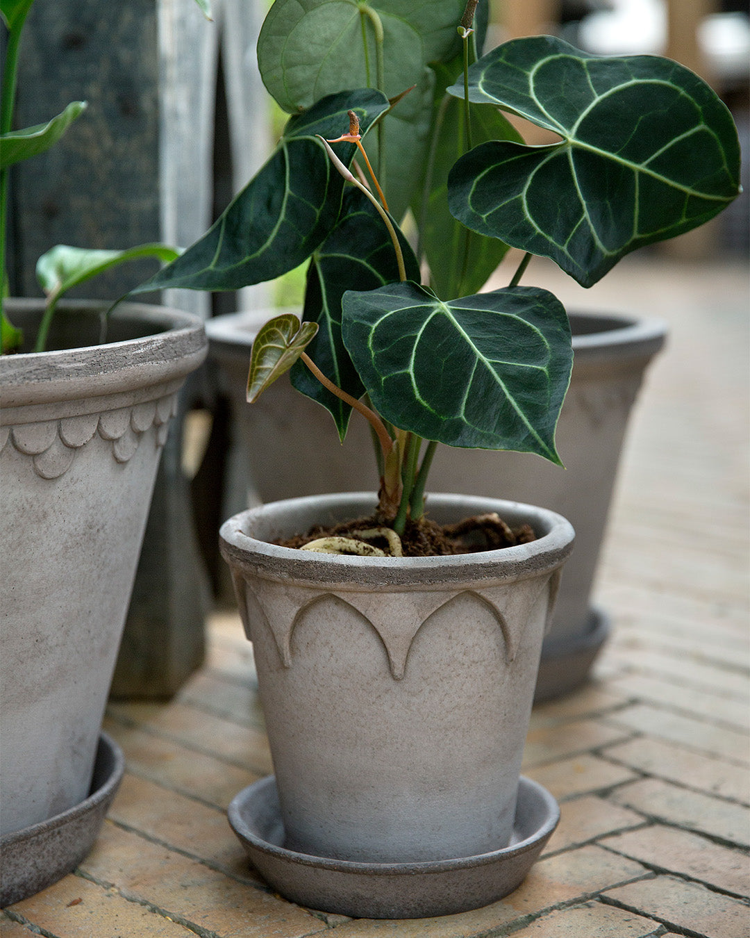 Bergs Potter Elizabeth Pot Grey Terracotta
