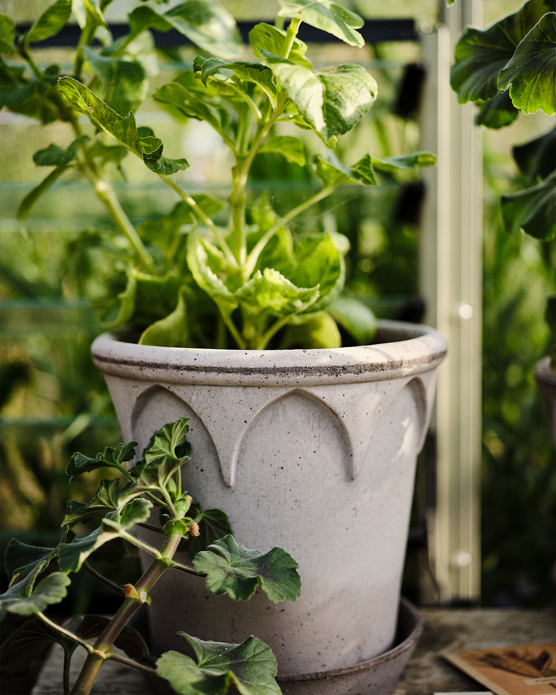 Bergs Potter Elizabeth Pot Grey Terracotta