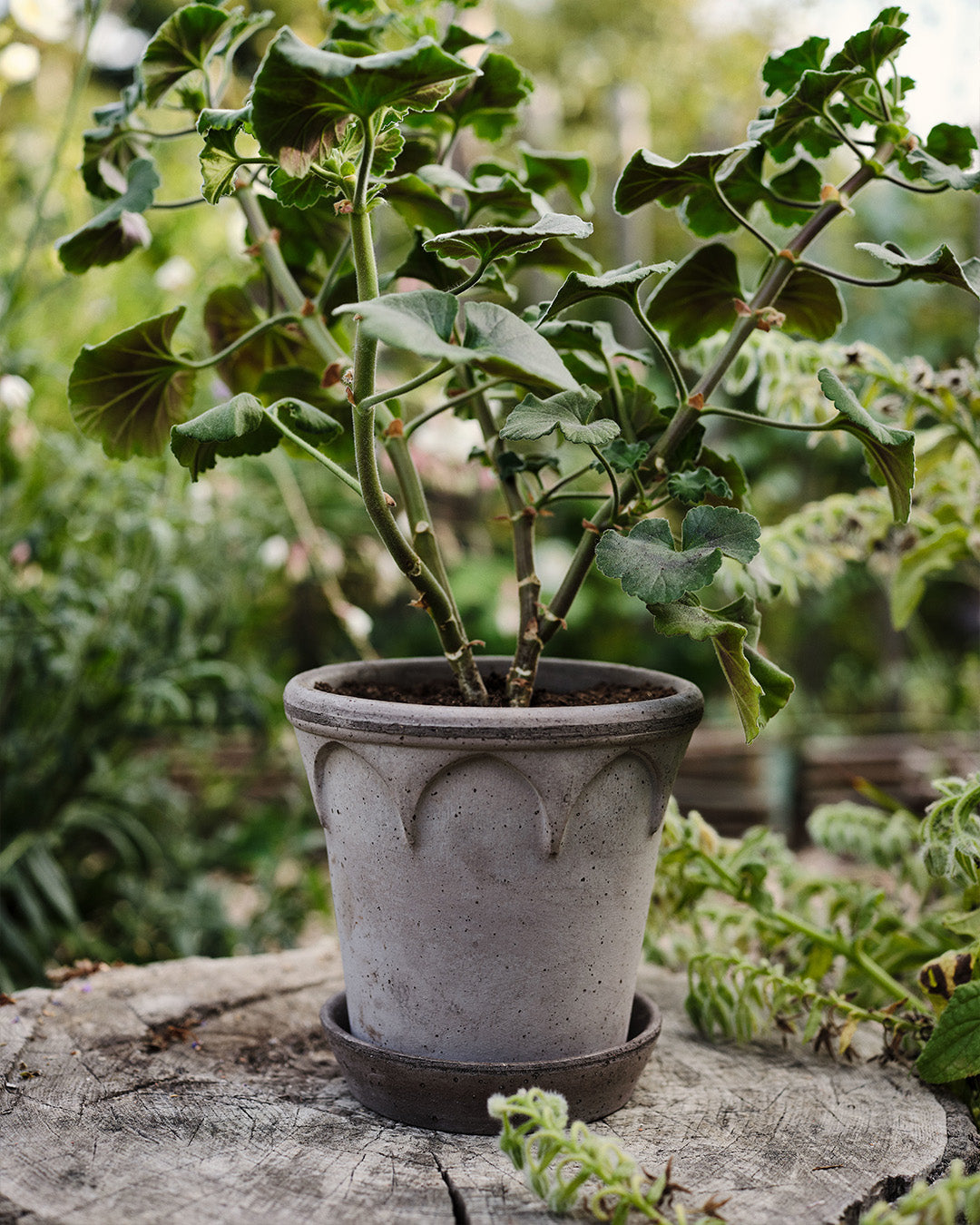 Bergs Potter Elizabeth Pot Grey Terracotta
