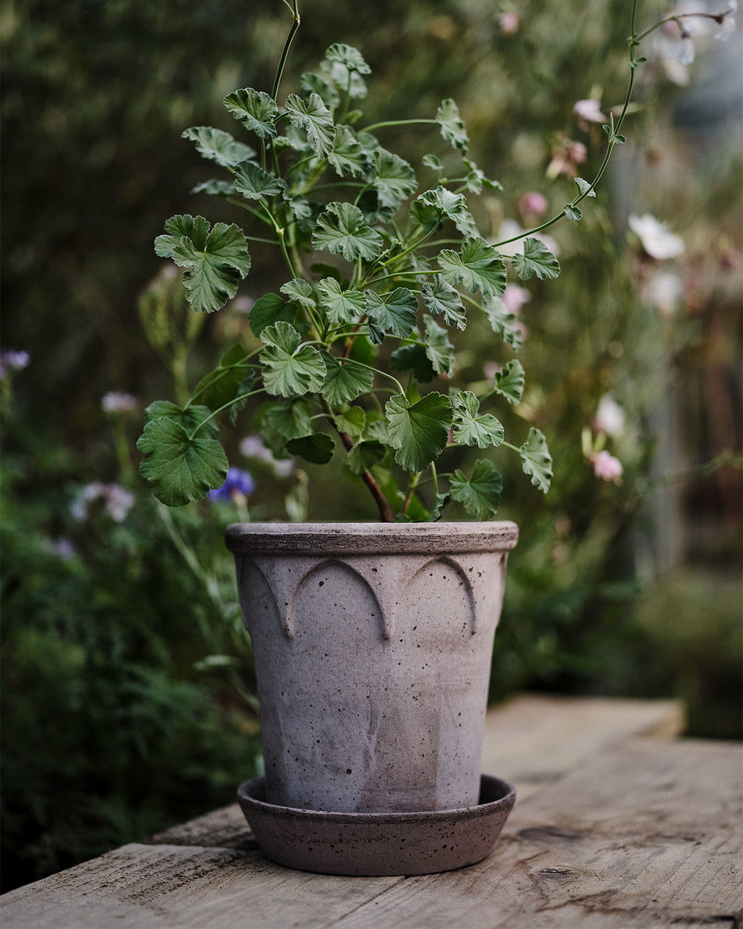 Bergs Potter Elizabeth Pot Grey Terracotta