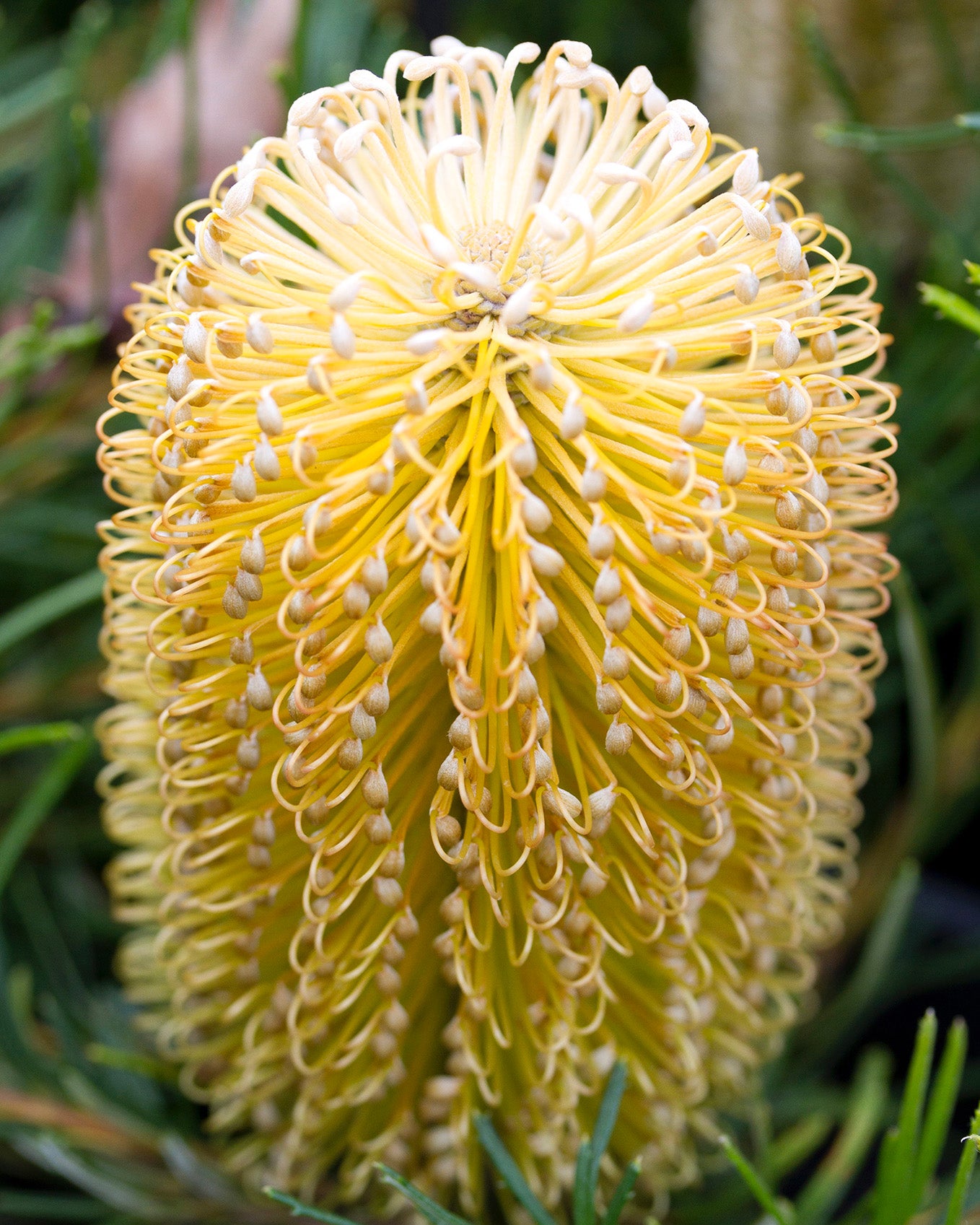 Banksia Birthday Candles - Yellow banksia flower with green leaves in the background