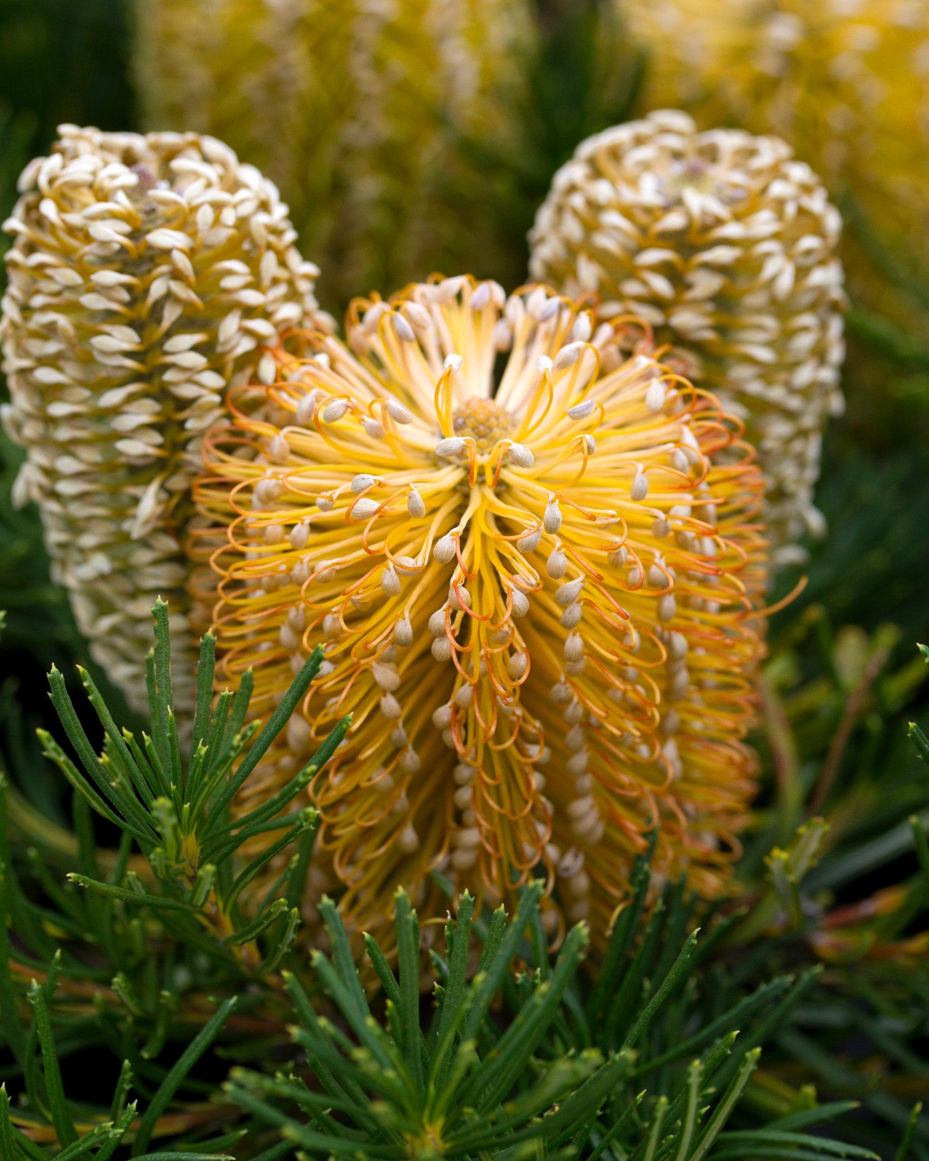 Banksia Birthday Candles - Close-up of a yellow banksia flower with green leaves