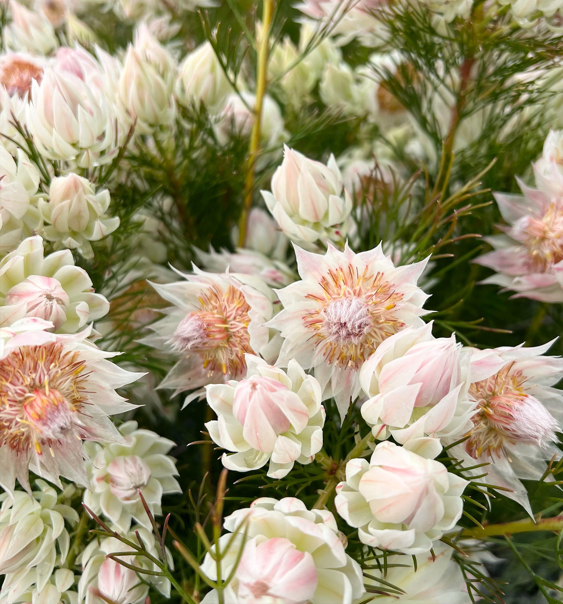 Serruria Blushing Bride