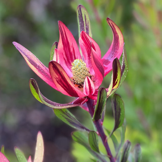 Leucadendron Burgundy Blaze