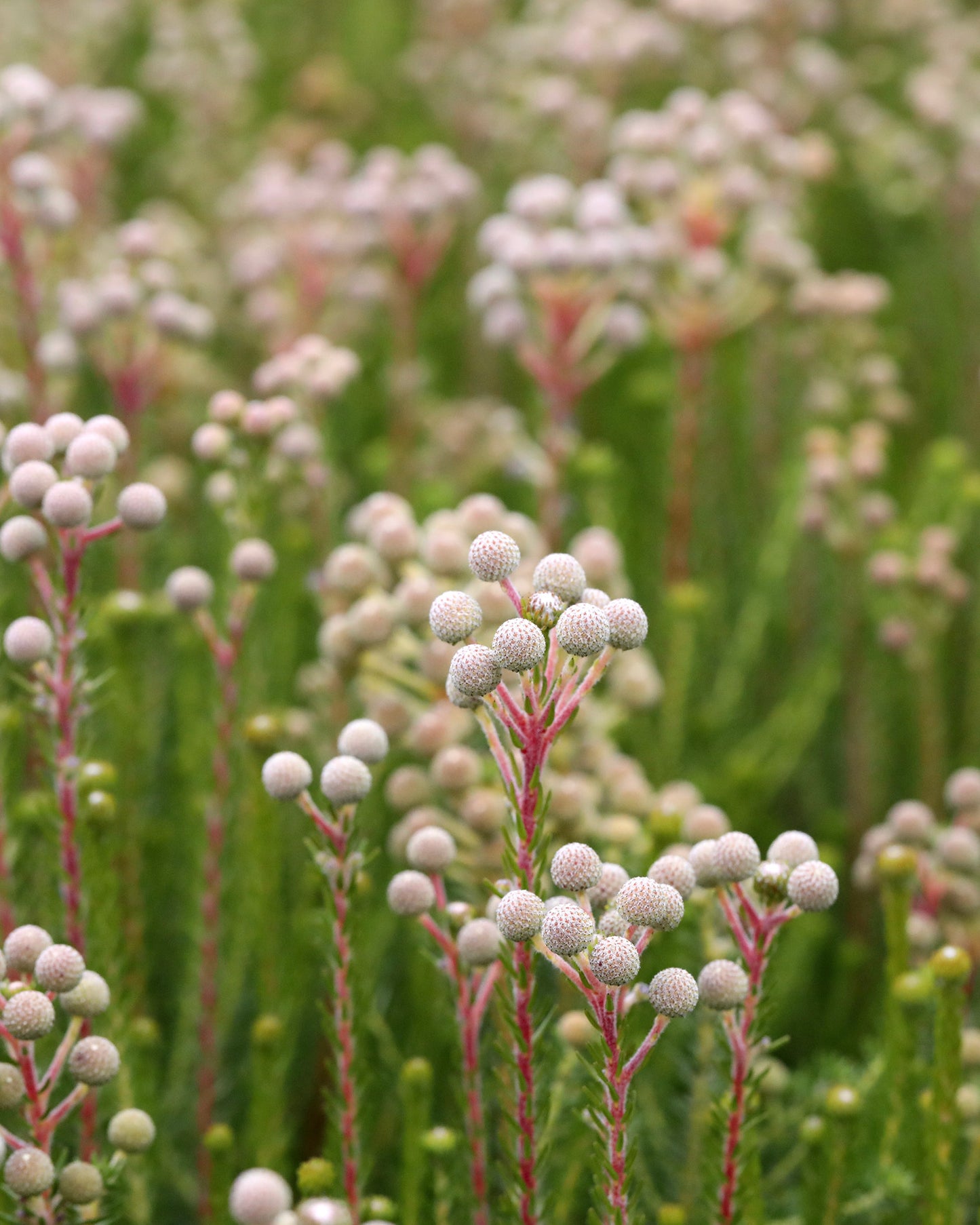 Berzelia Buttonbush Rose