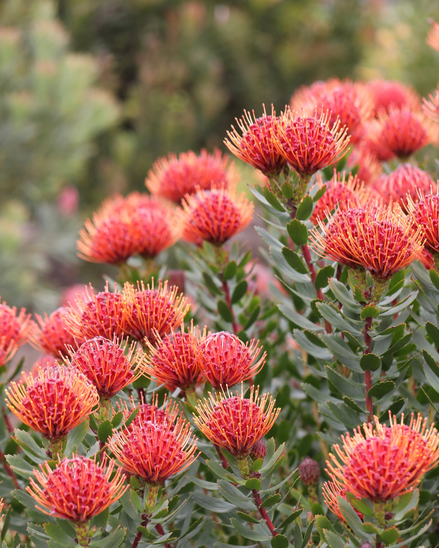 Leucospermum Carnival Red