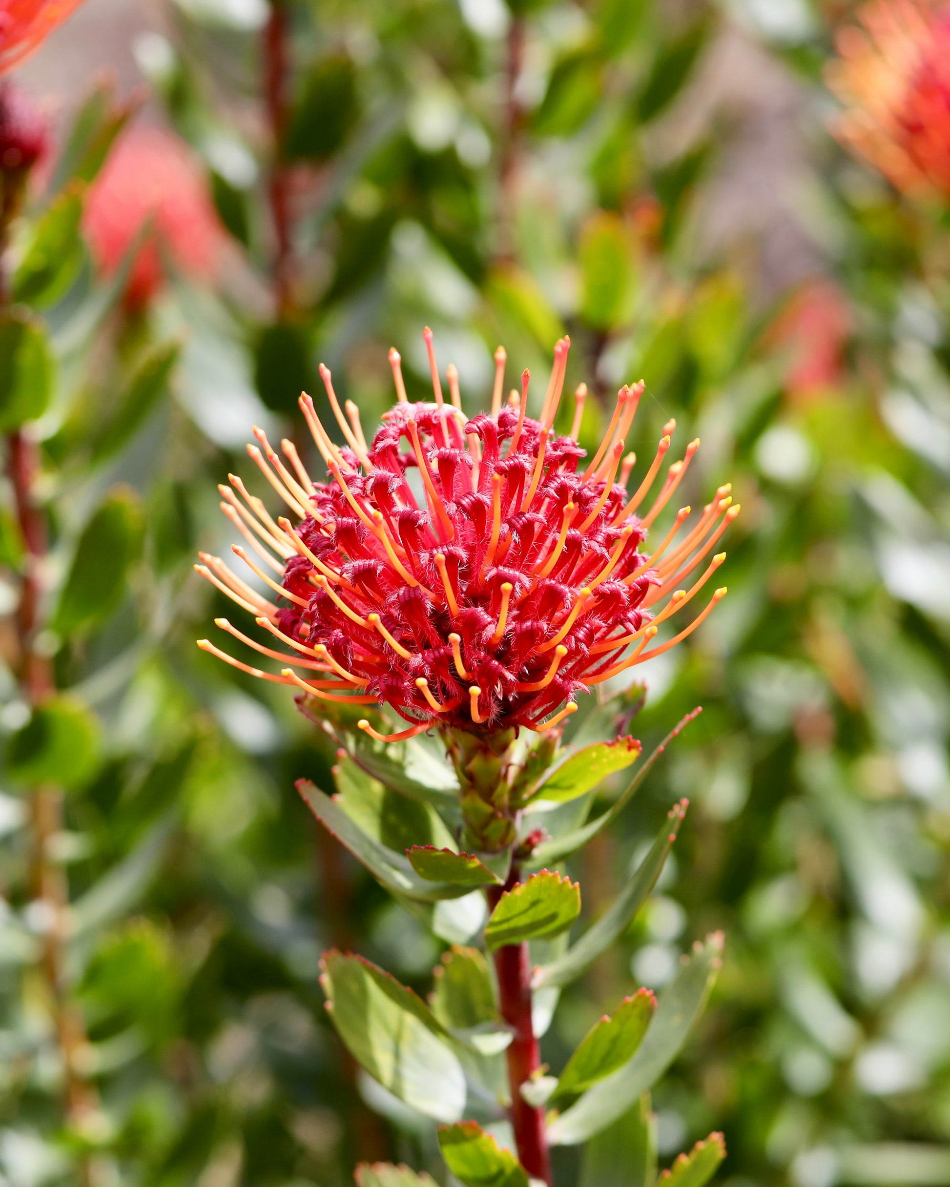 Leucospermum Carnival Red