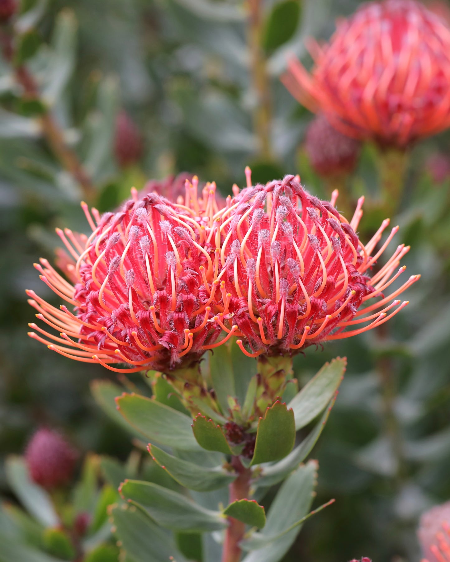 Leucospermum Carnival Red