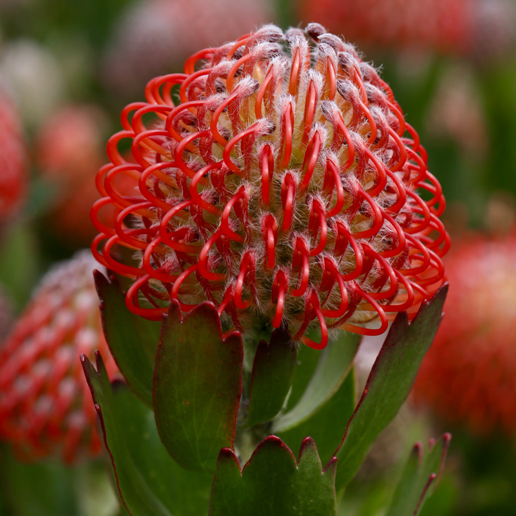 Leucospermum Carnival® Crimson