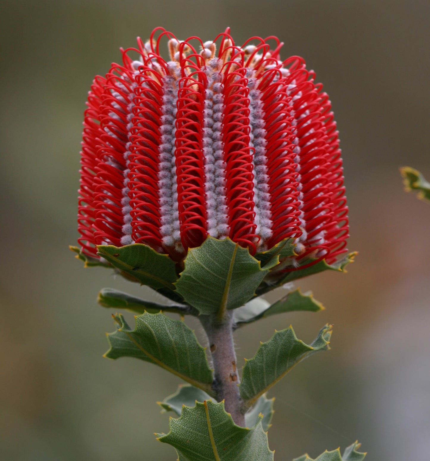 Banksia Coccinea
