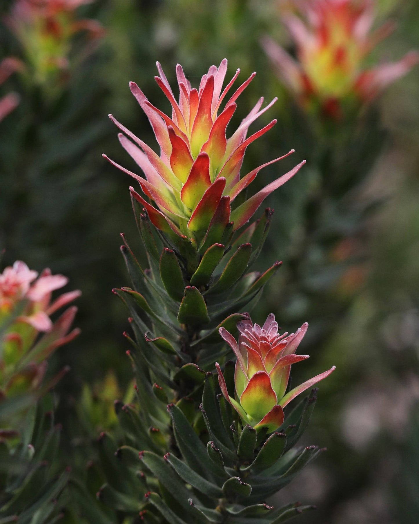 Mimetes Crackerjack Red