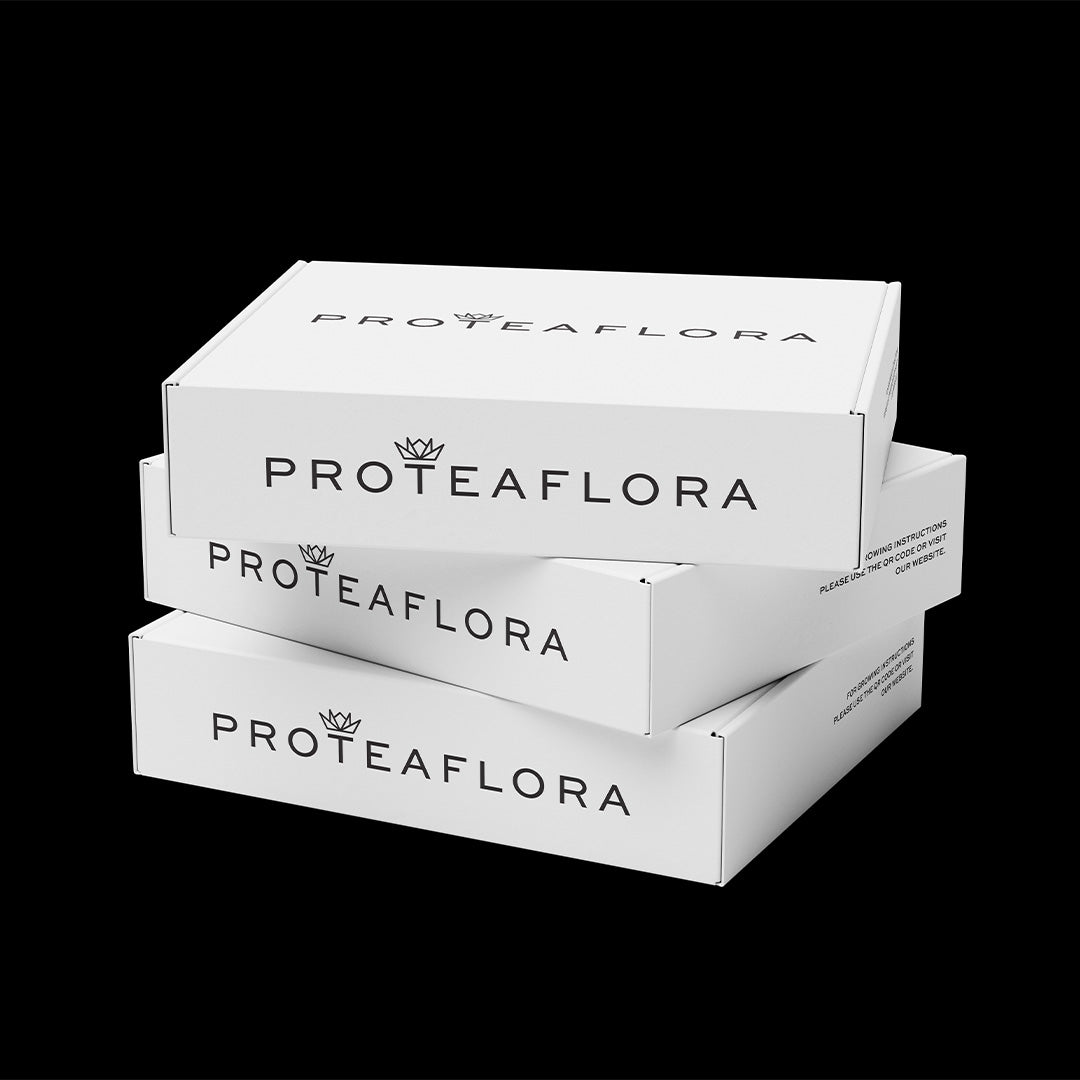 Custom Protea Box