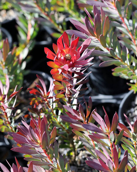 Devil’s Blush - Leucadendron salignum