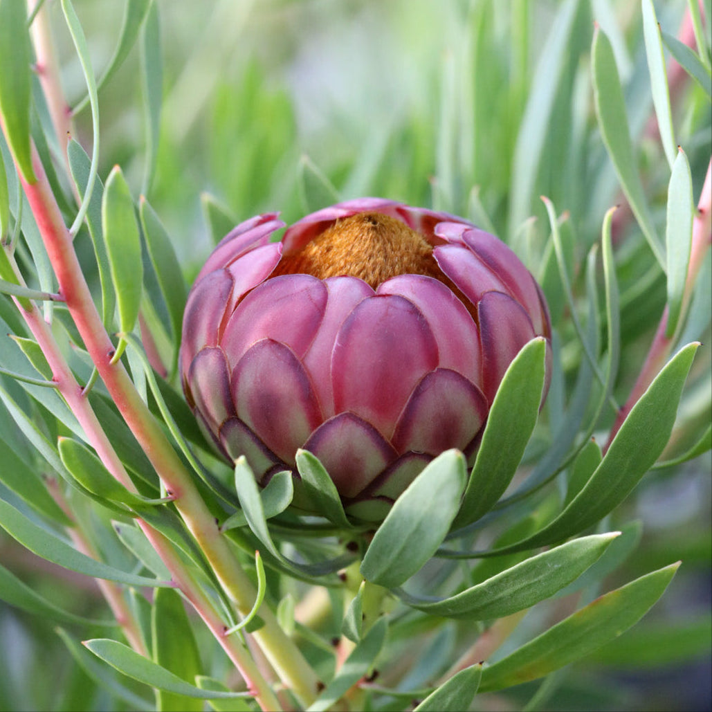 Protea Effusa