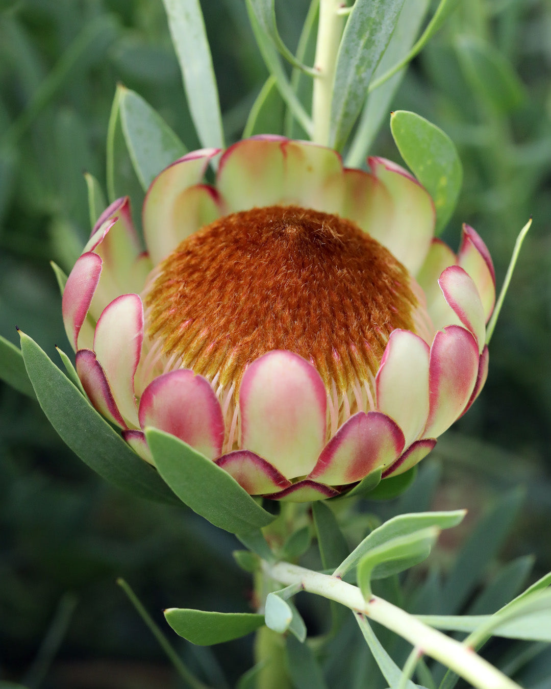 Protea Effusa