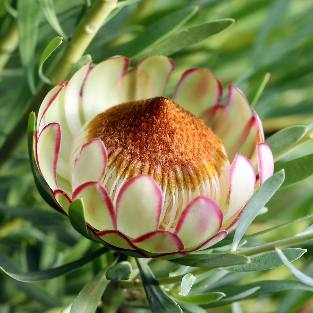 Protea Effusa