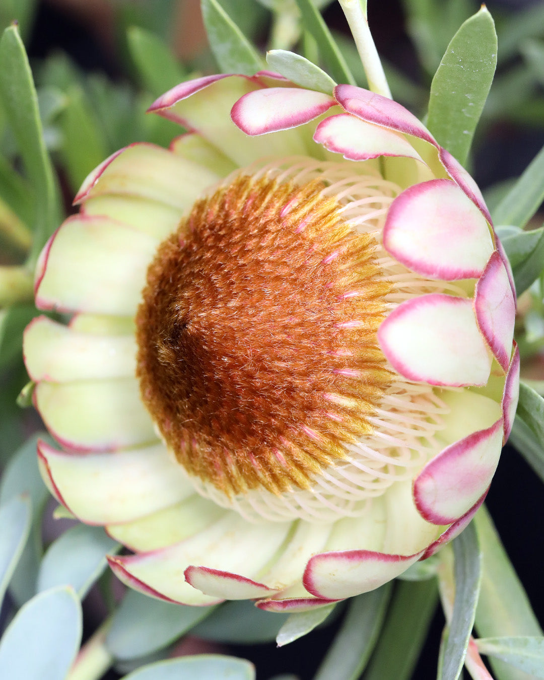 Protea Effusa
