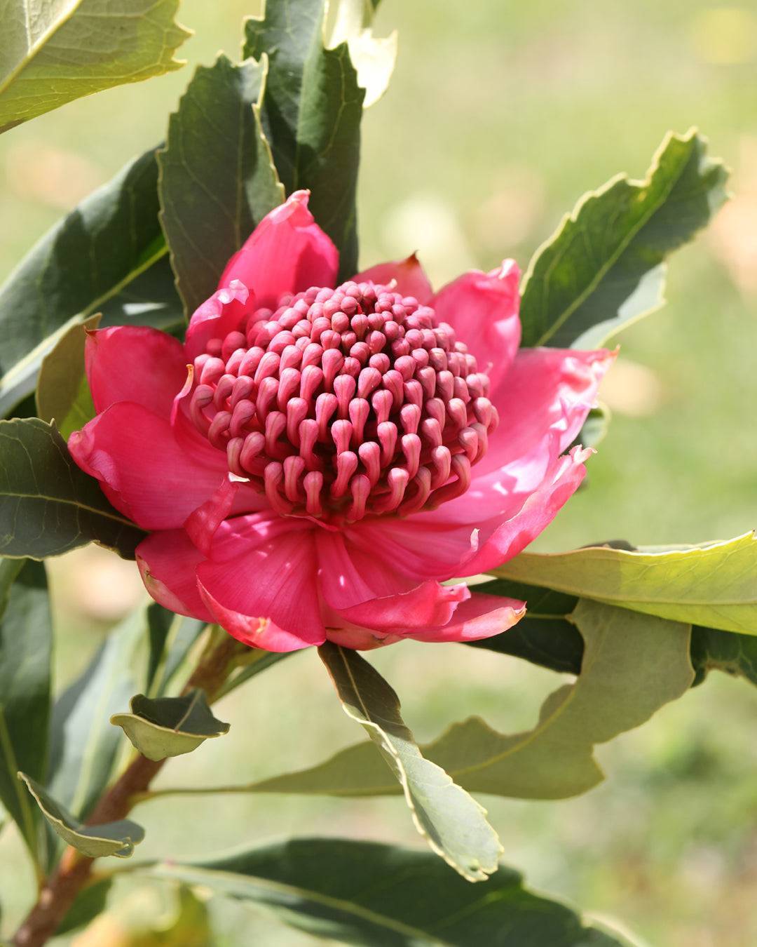 Waratah Enchanted Dawn