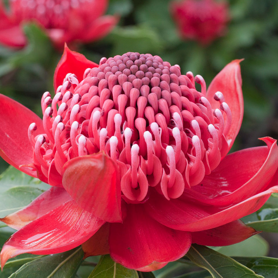 Enchanted Red Waratah