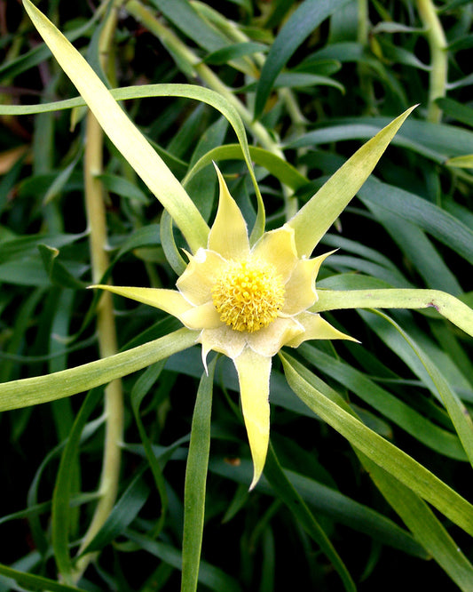 Leucadendron Eucalyptifolium