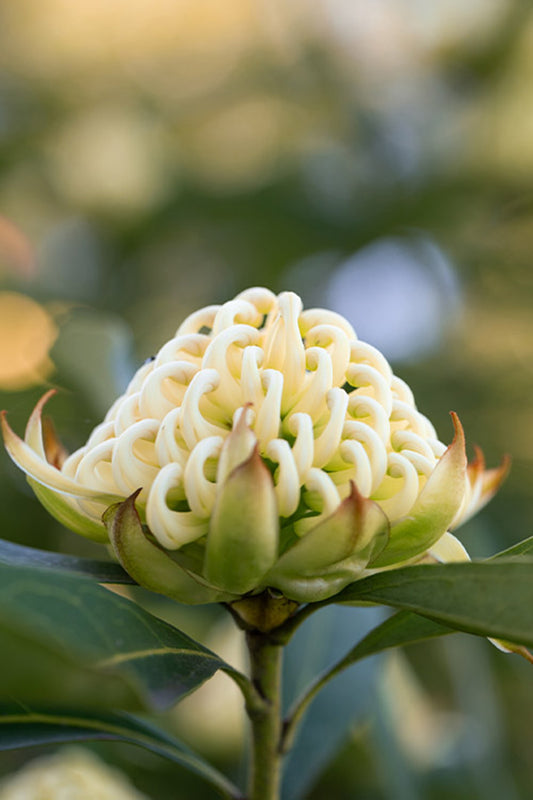 Georgie Girl Waratah