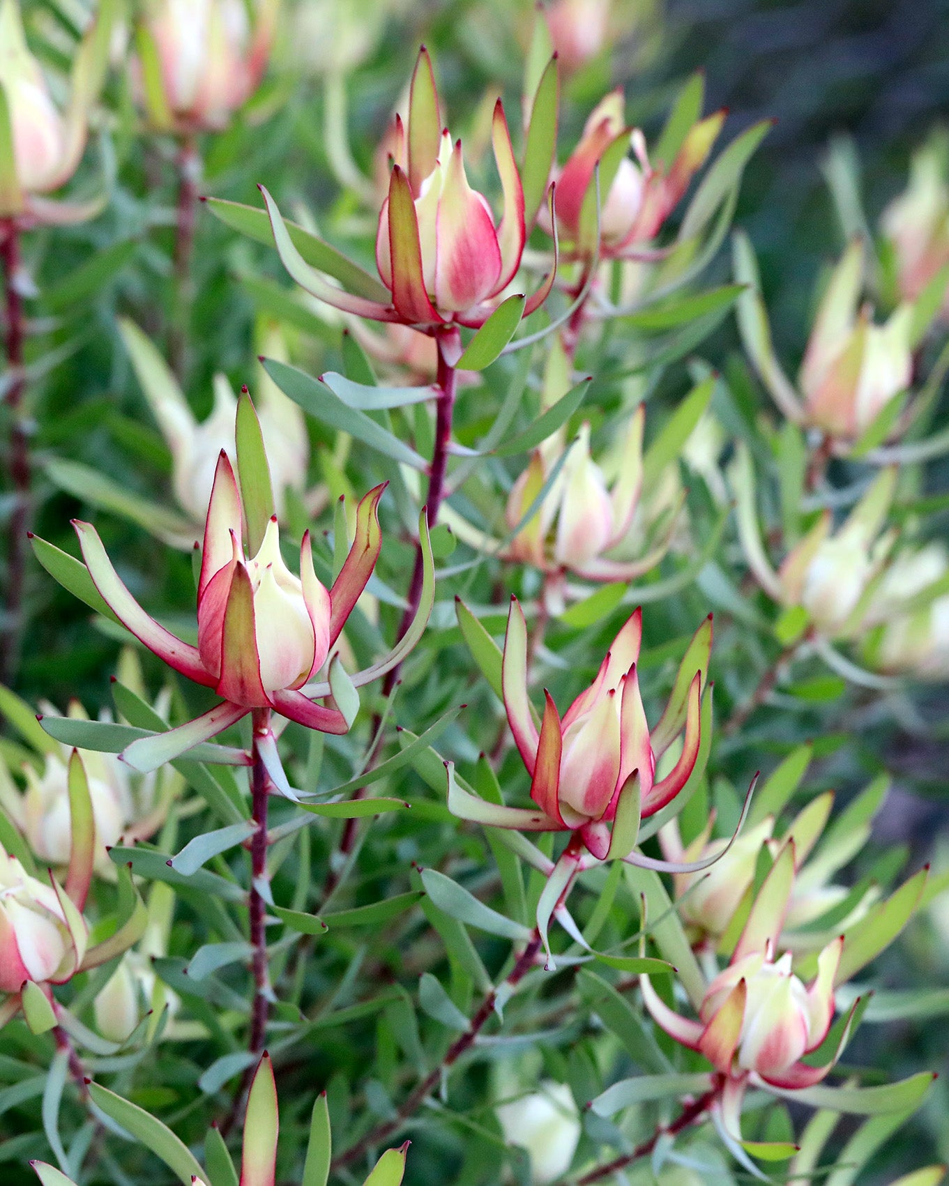 Leucadendron Harlequin