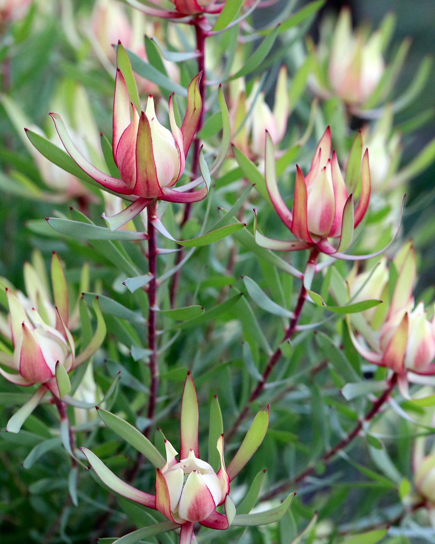 Leucadendron Harlequin
