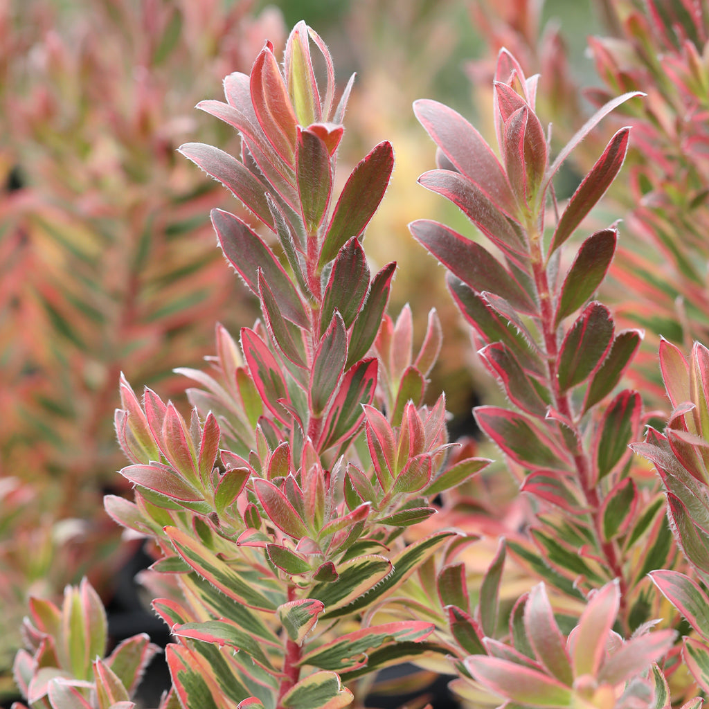 Leucadendron Jester