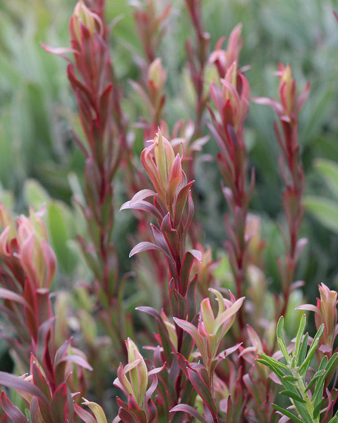 Leucadendron Jolly Joker