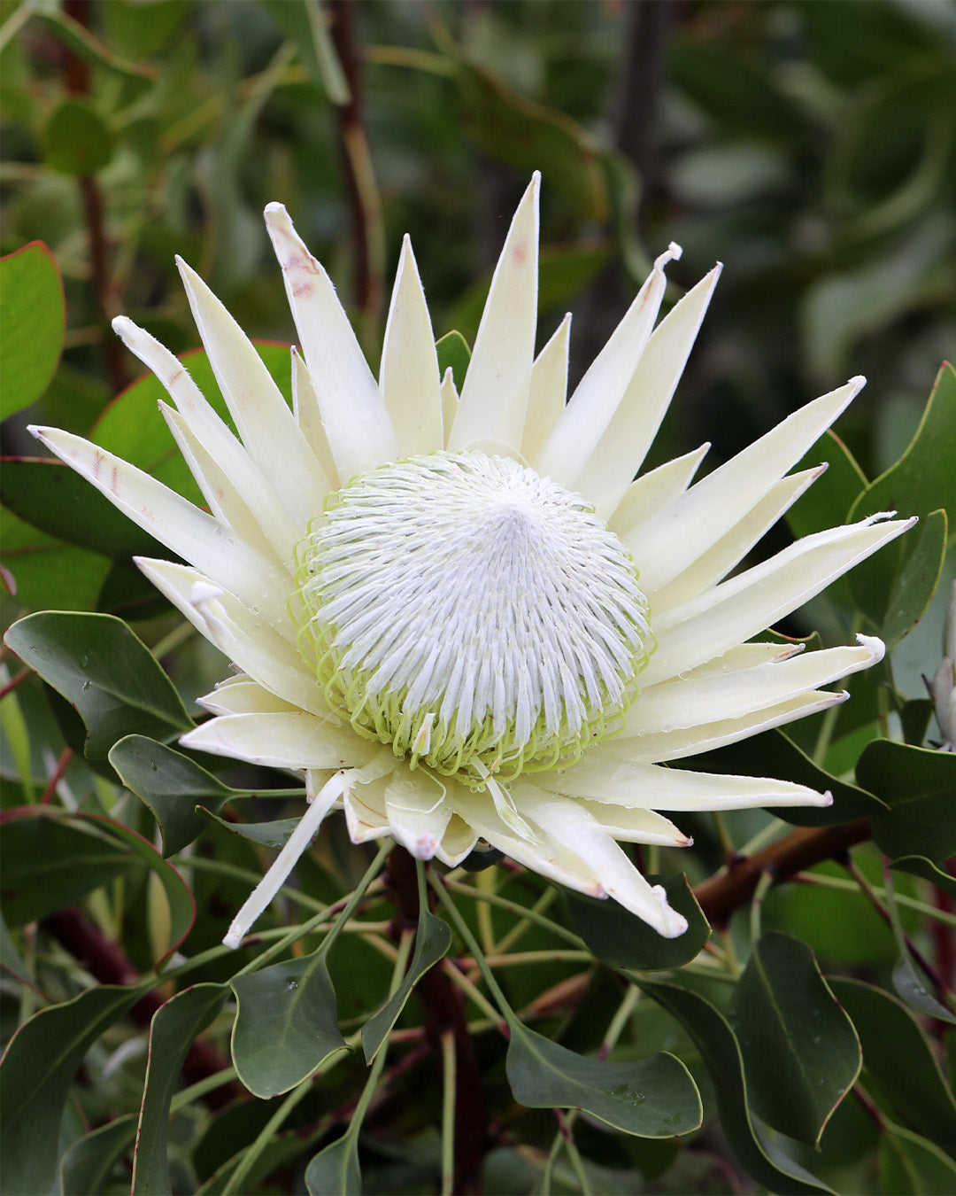 Protea King White