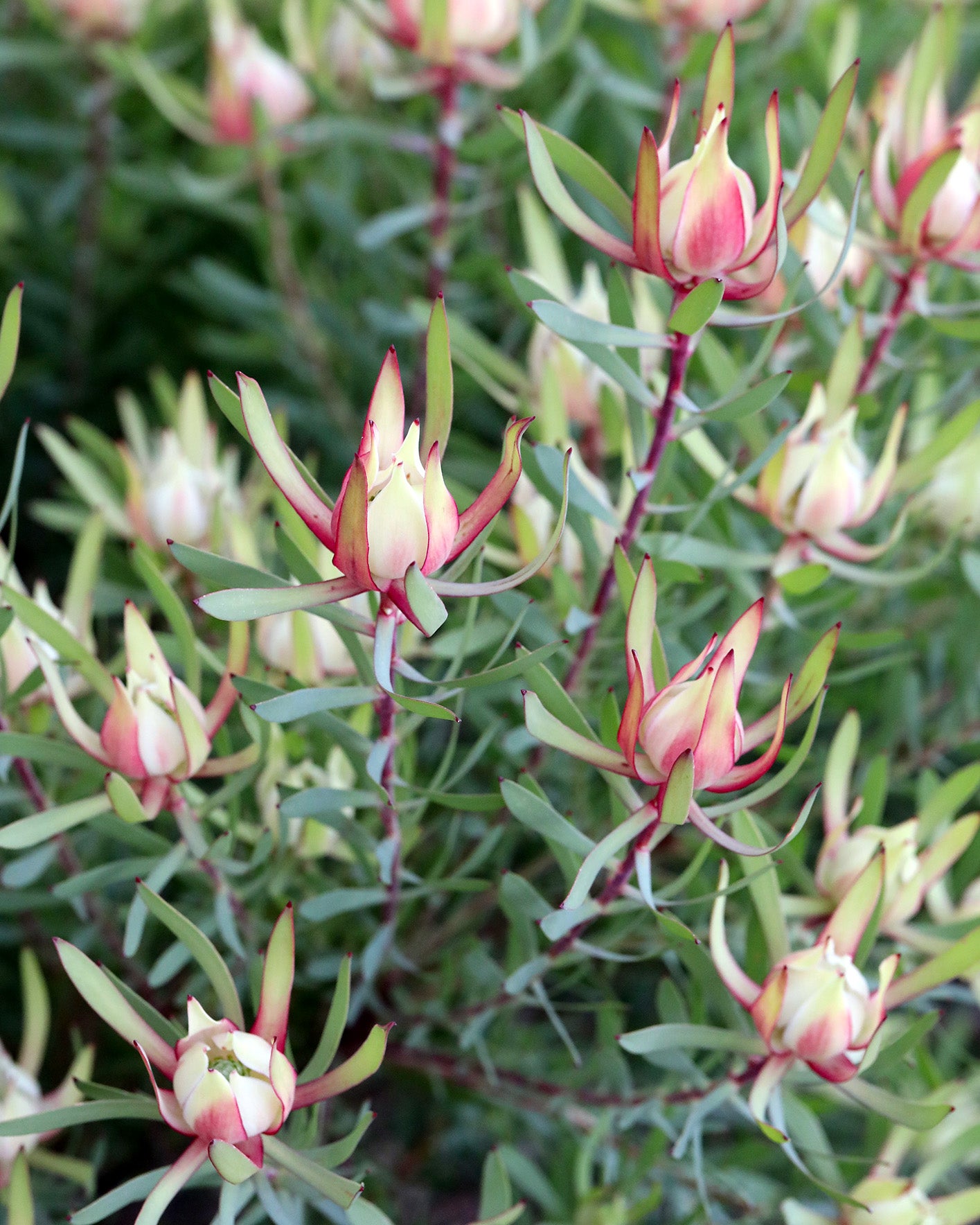 Leucadendron Harlequin
